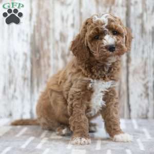 Hailey, Mini Labradoodle Puppy